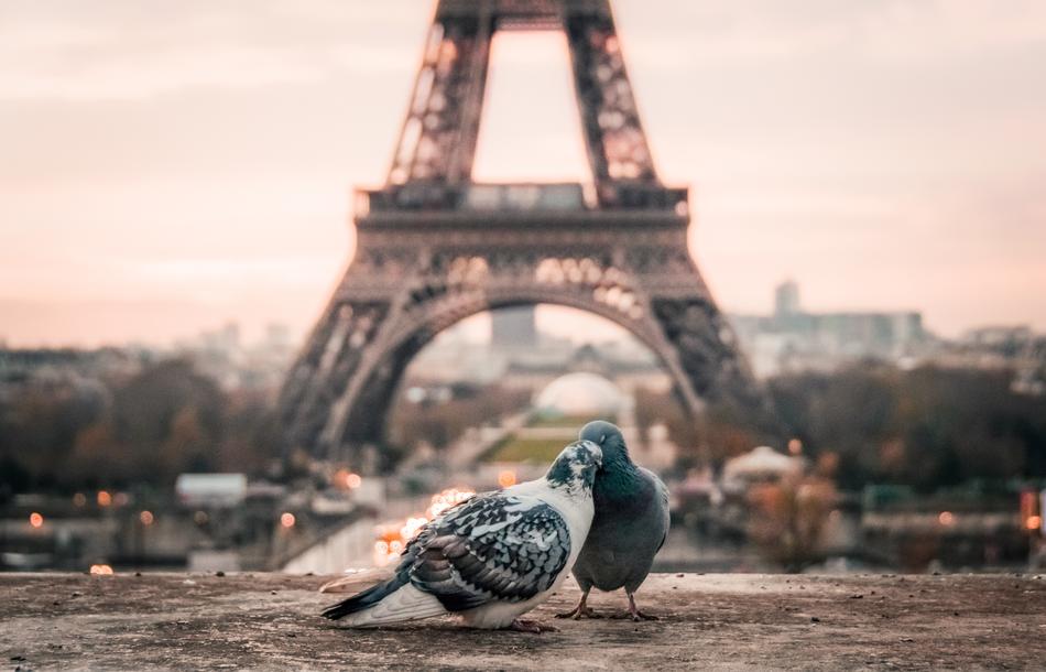 a pair of doves on the background of the Eiffel Tower in Paris