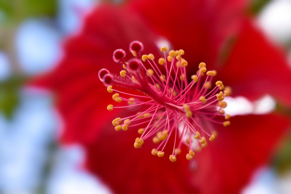 Flower Loves red