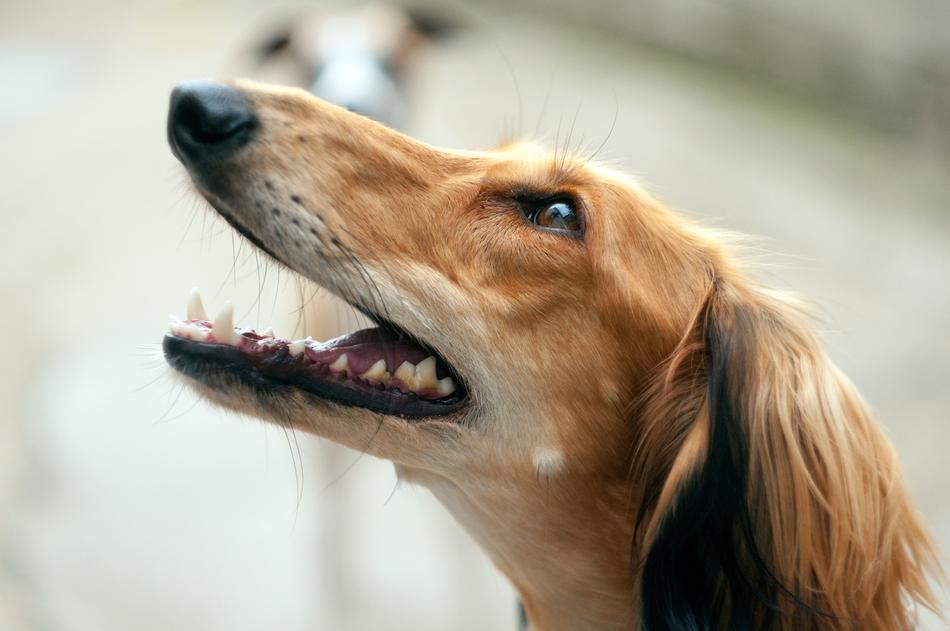 Saluki Portrait Persian dog