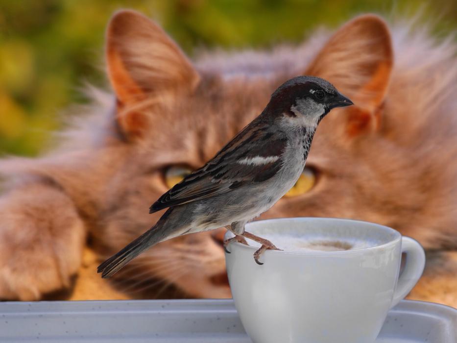 Sparrow Bird Coffee and cat