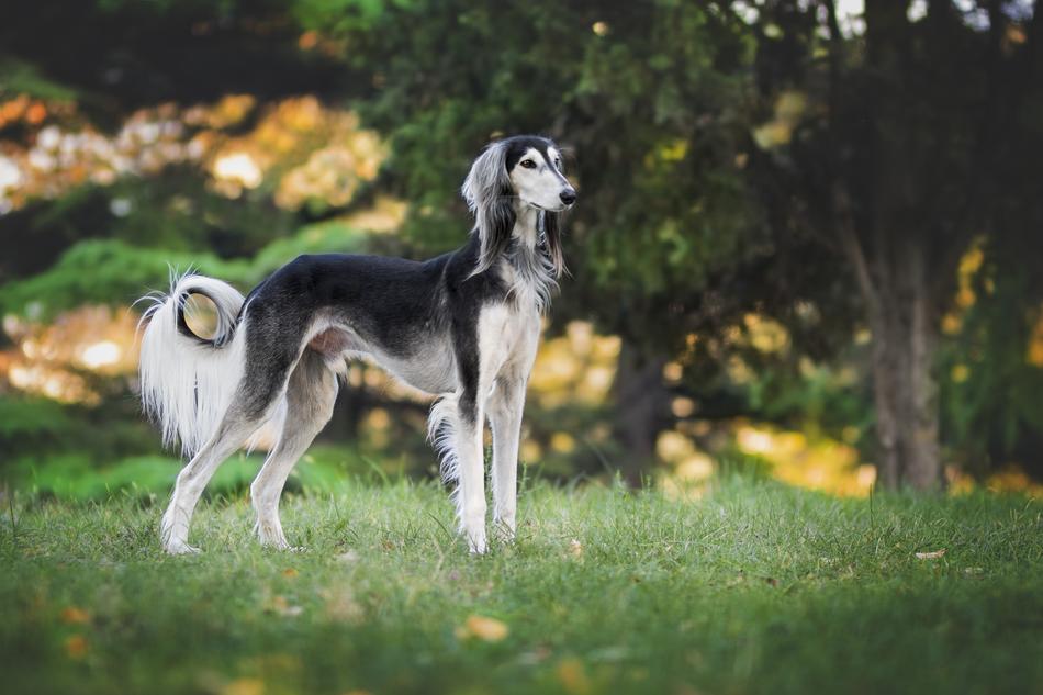 Nature Greyhound Dog on grass