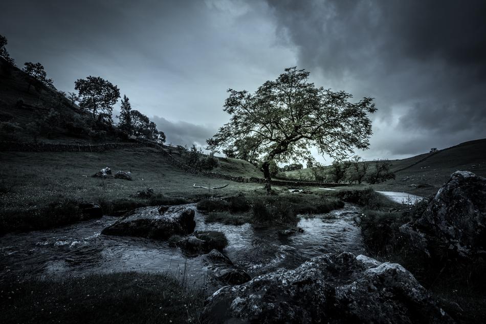 landscape of Tree Stream Mood