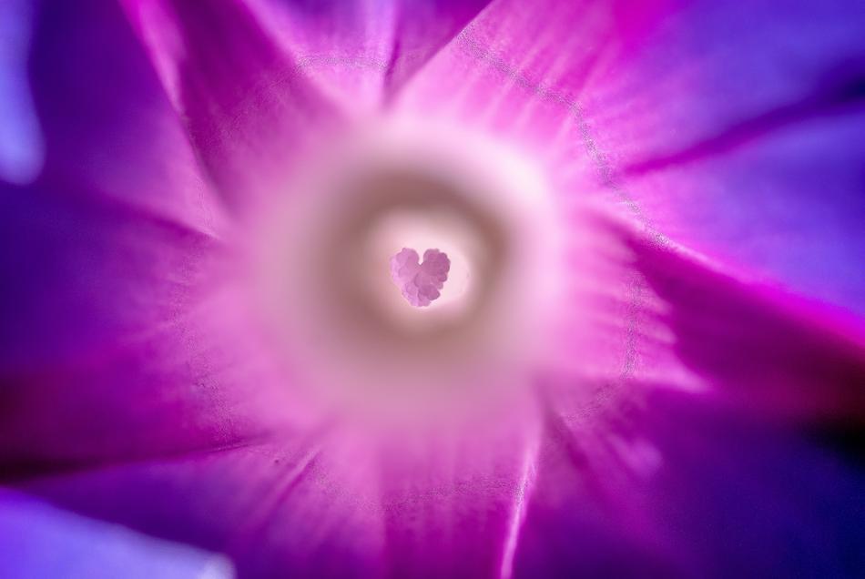Beautiful colorful flower with the colorful core