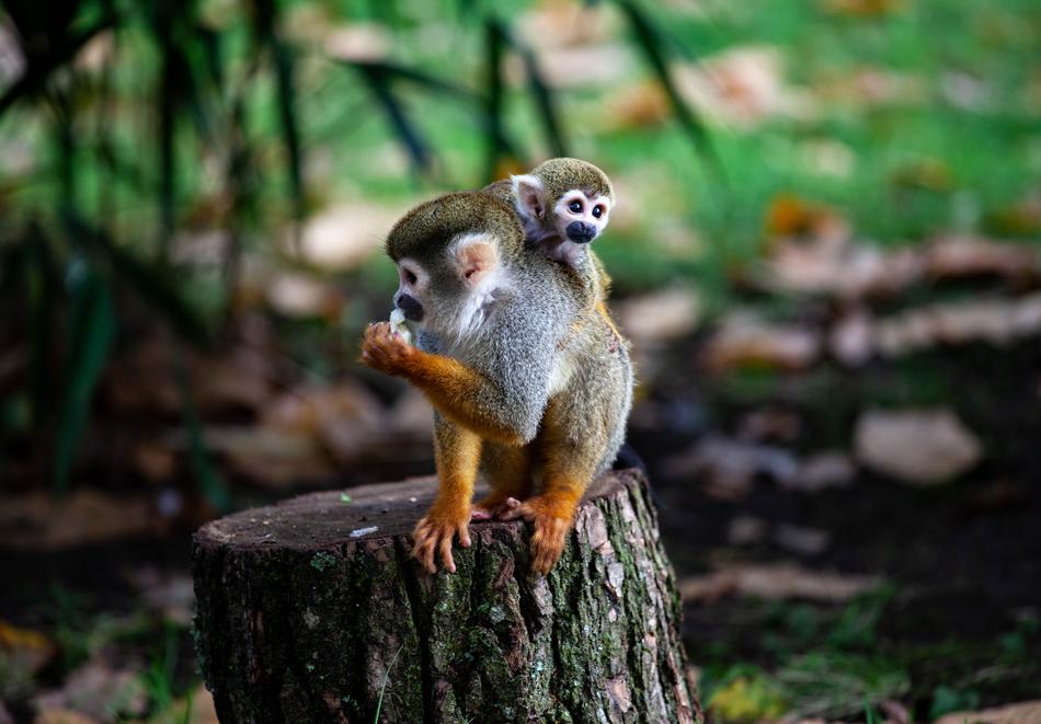 Spider Monkey Baby