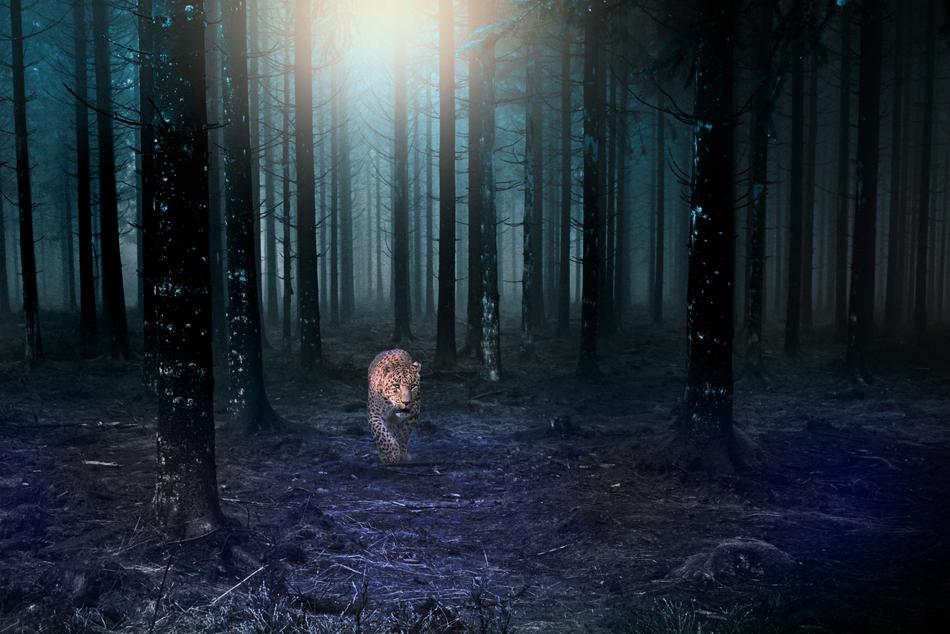 jaguar in the mystical forest