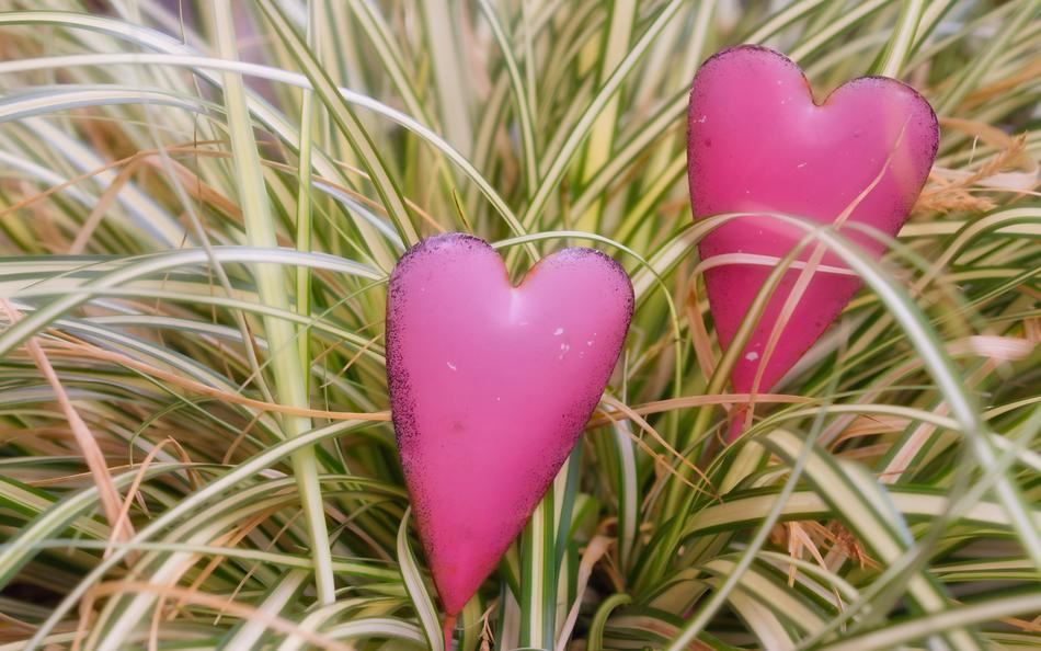 pink hearts on the grass