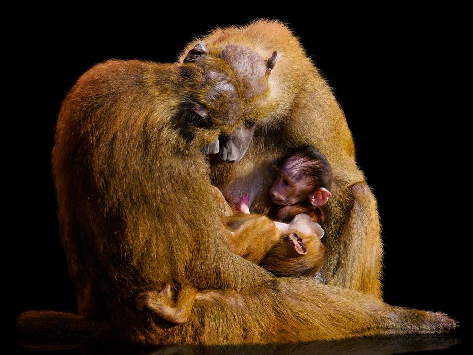 primate family