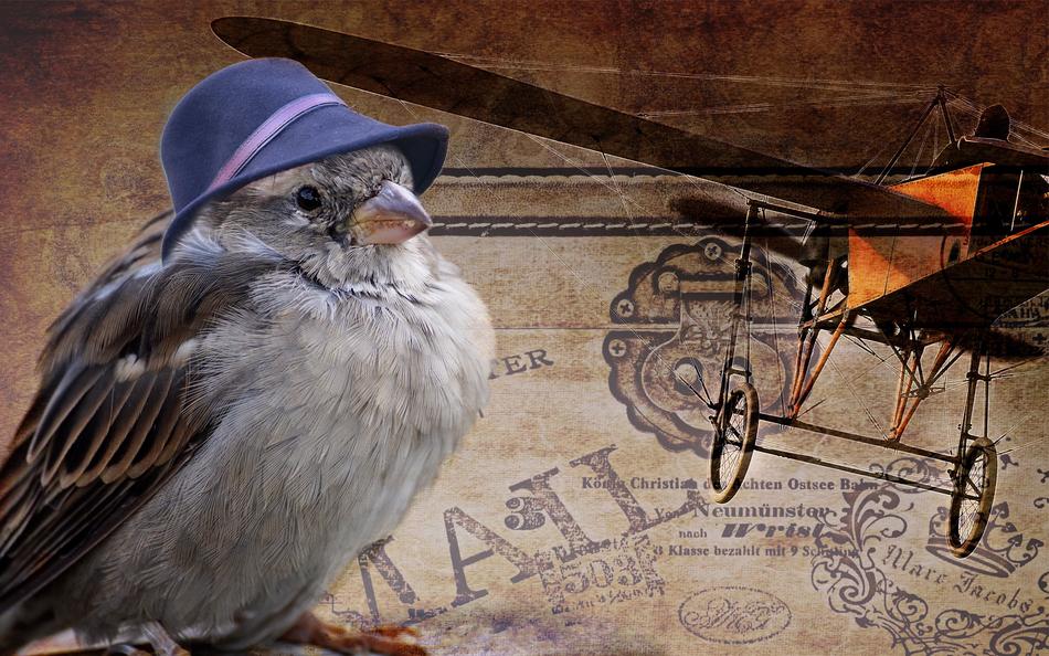 Sparrow Bird Flying