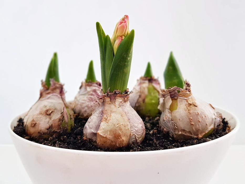 green Hyacinth Flower