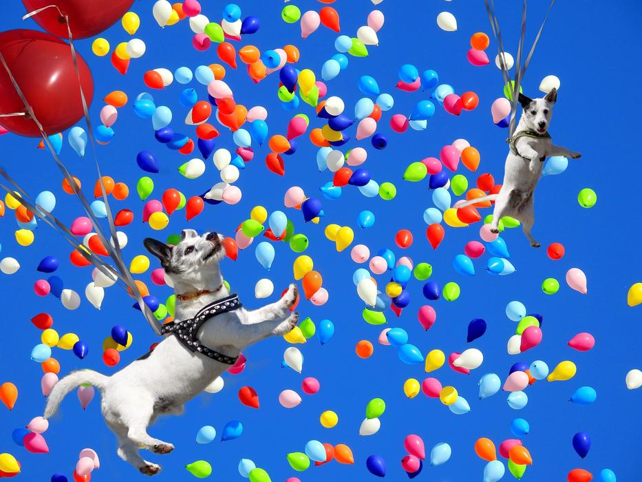 Spassfototo Dog Balloons banner