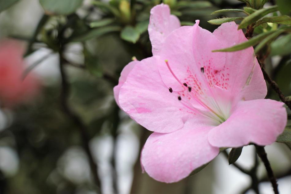 charming Flower Pink