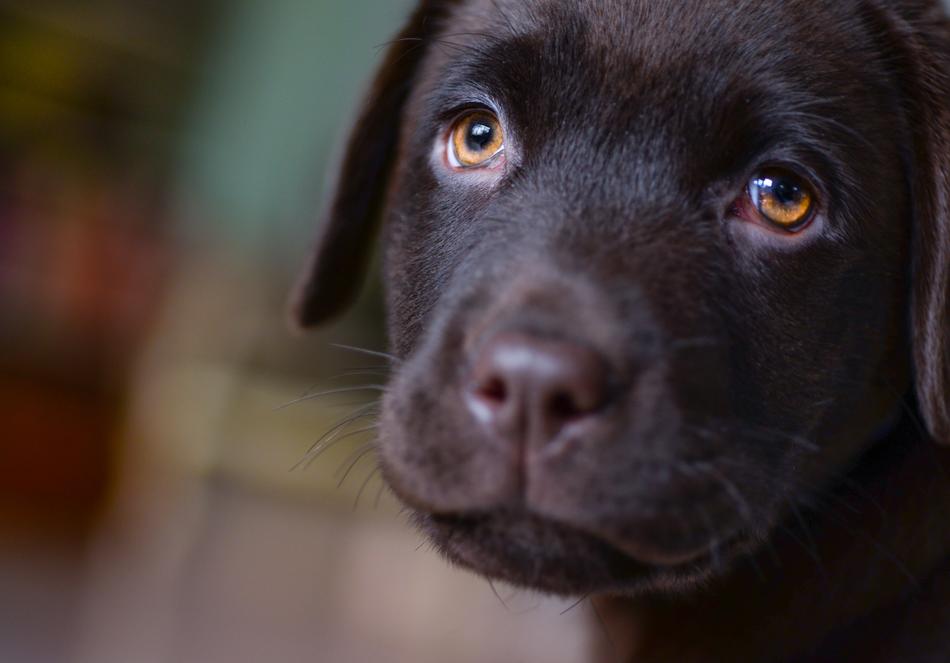 Portrait of the cute and beautiful, brown Labrador puppy, with the orange eyes