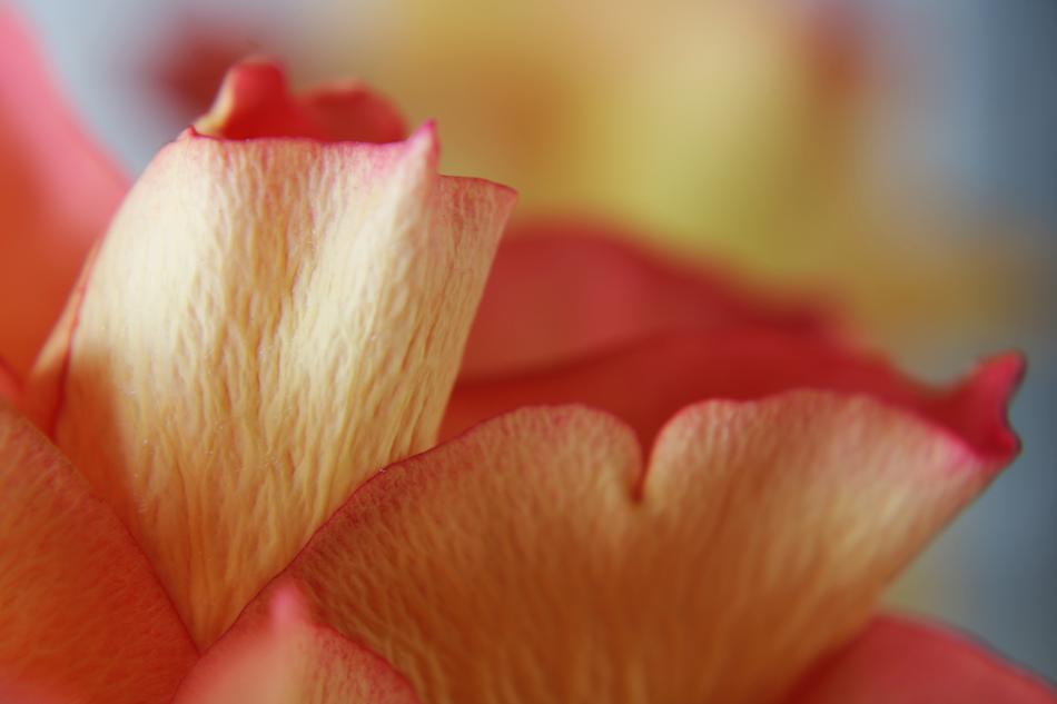 nice Rose Background