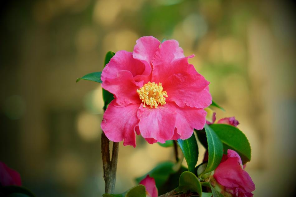 University Campus flowers on blurred background