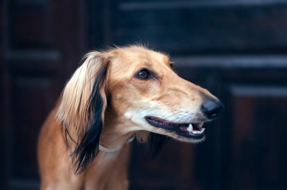 Saluki Portrait Persian