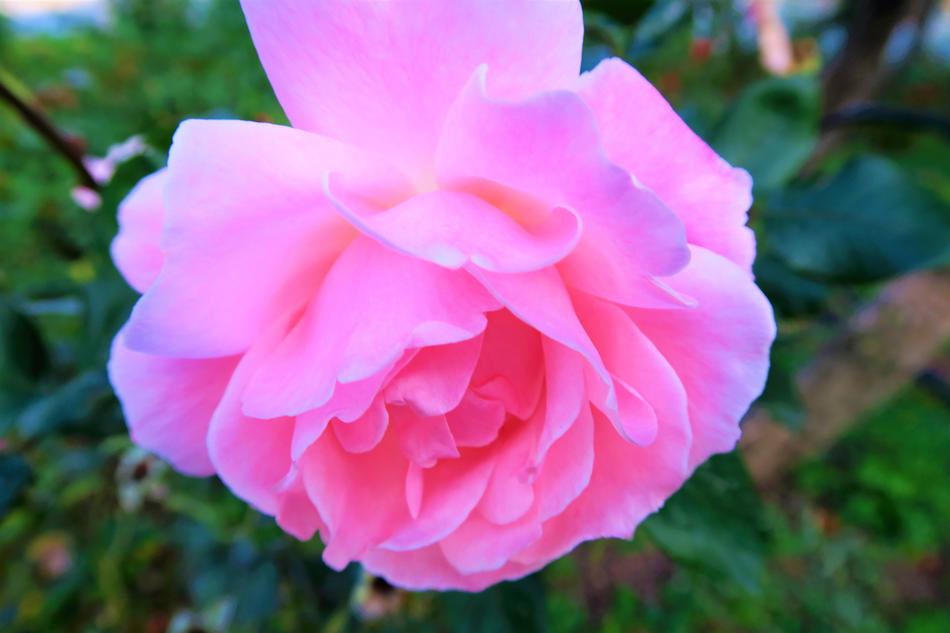 Rose Gulpembe