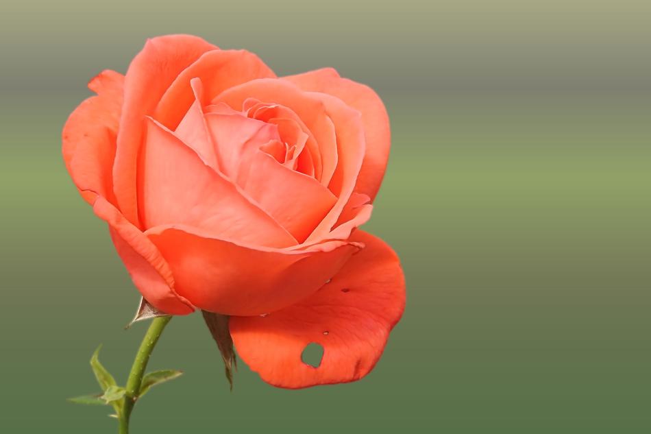 orange rose with a holey petal