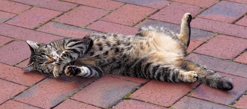 Cat Feeling Comfortable