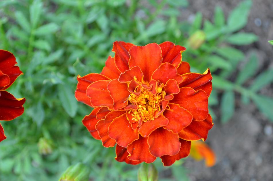 amazingly beautiful Red Flower