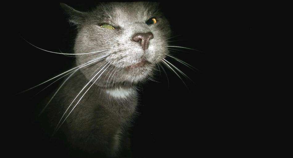 funny cat in the dark close-up