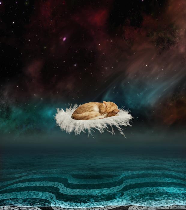 cat between sky and water as a fantasy