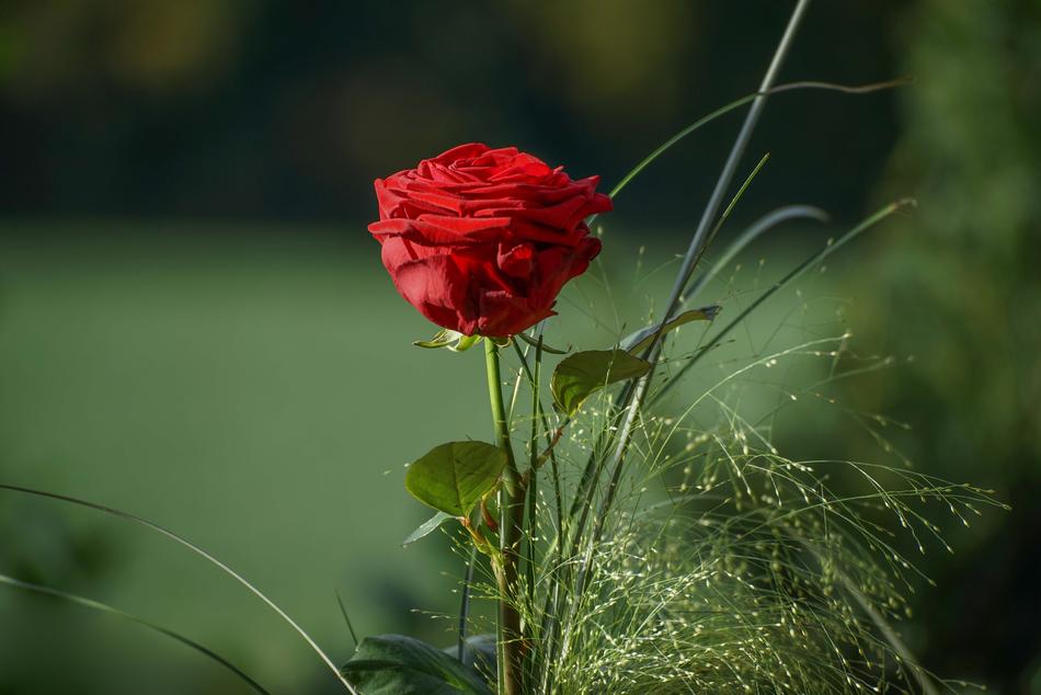 Red Rose and ornamental grass, Bouquet