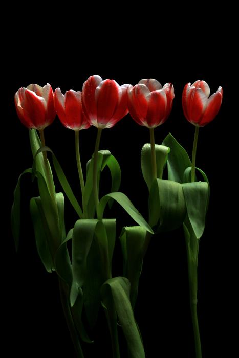 charming Tulips