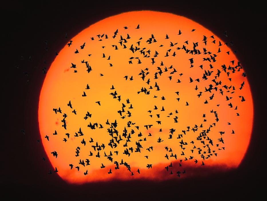 huge flock of bats on the background of the orange moon