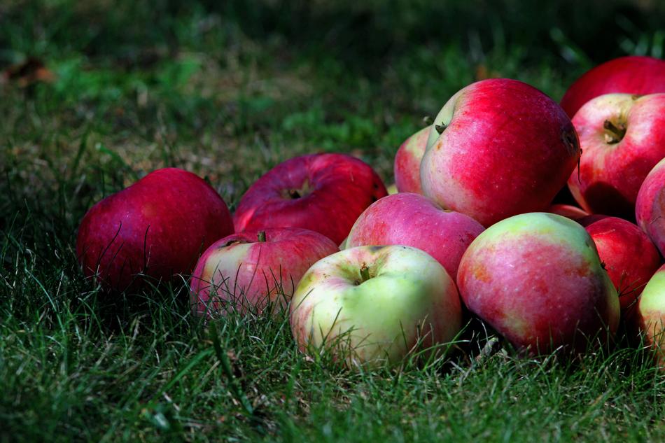 ripe fresh apples on the ground