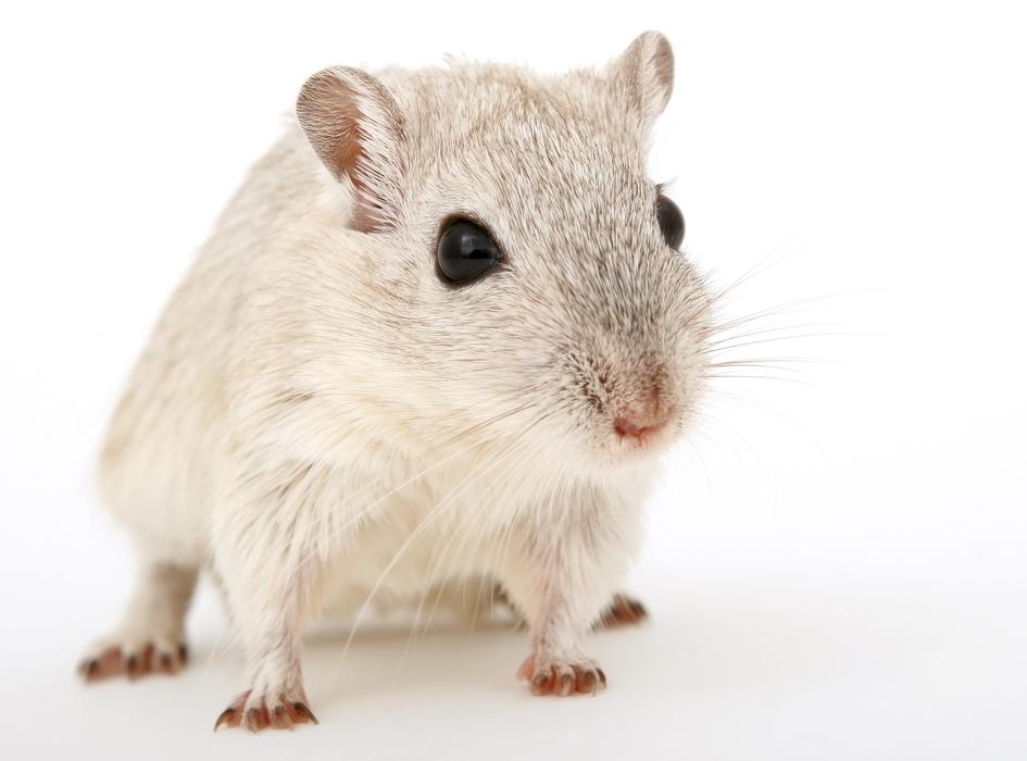 Attractive Beautiful mouse