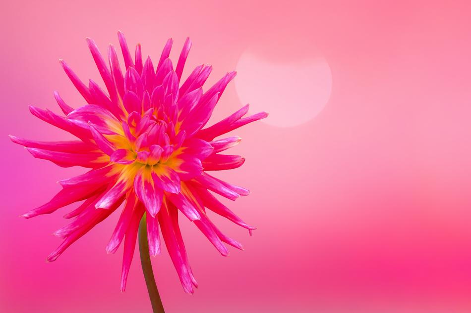 Close-up of the beautiful, pink and yellow flower at pink, gradient background