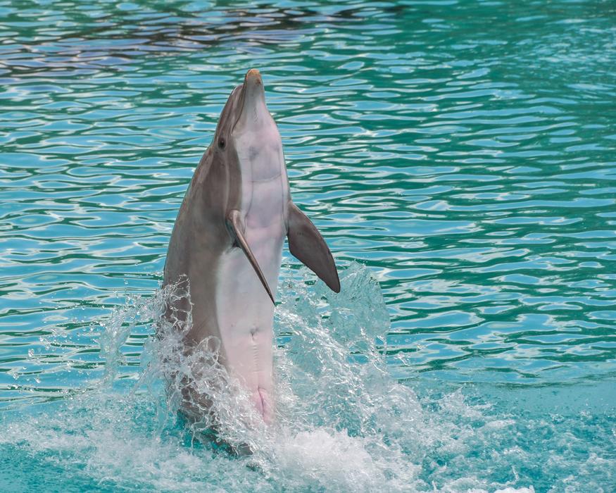 Dolphin standing in the water