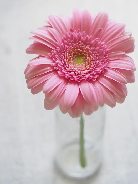 amazingly beautiful pink Flower