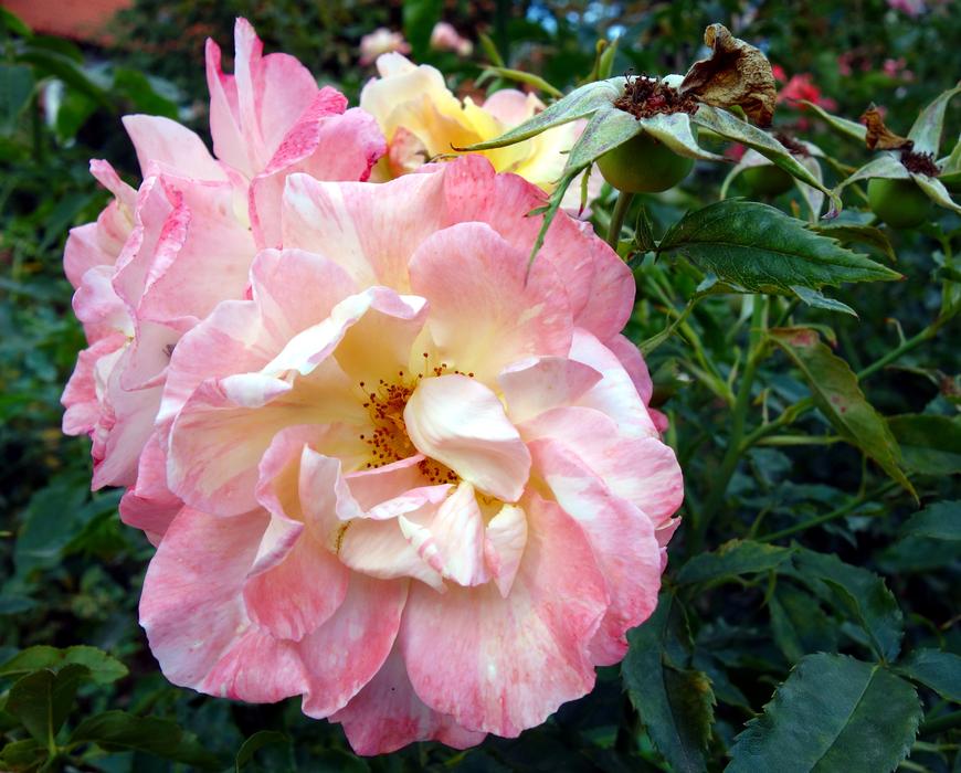 amazingly beautiful Rose Pink Blossom