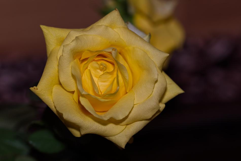 amazingly beautiful Rose Yellow