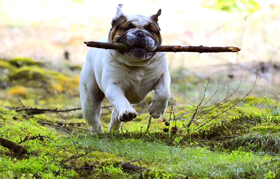 Dog Pet play