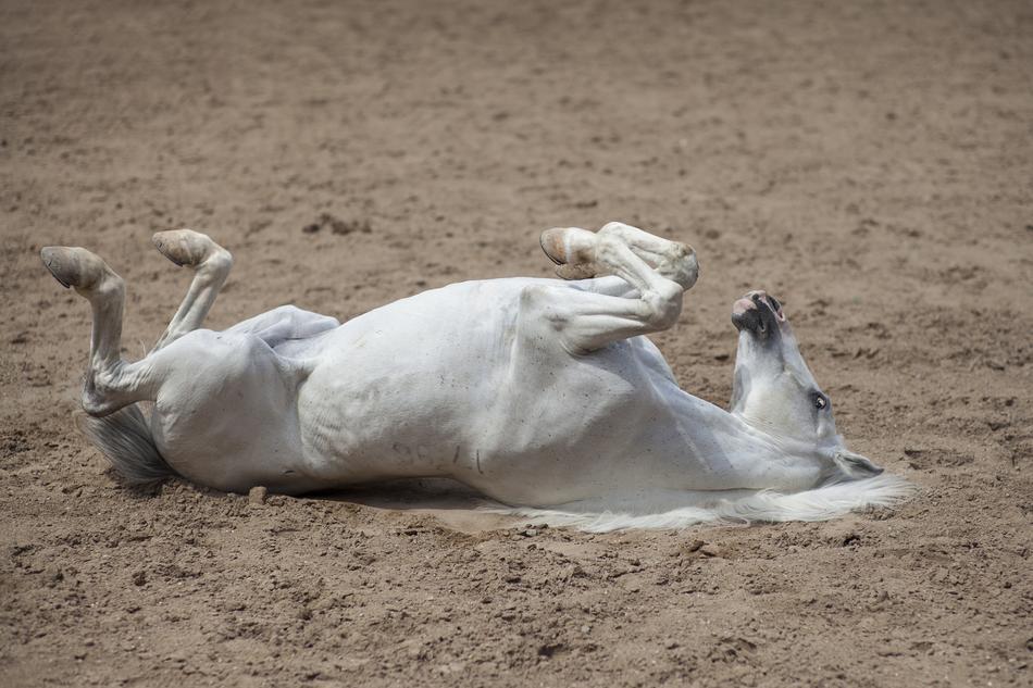 Horse white funny