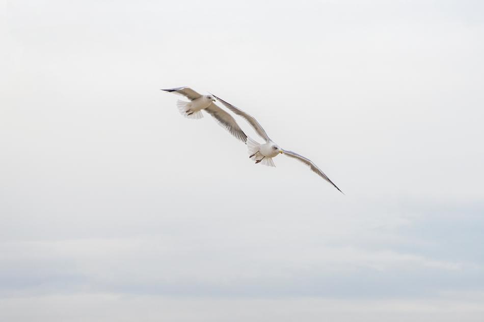 amazing Seagull Birds Flying