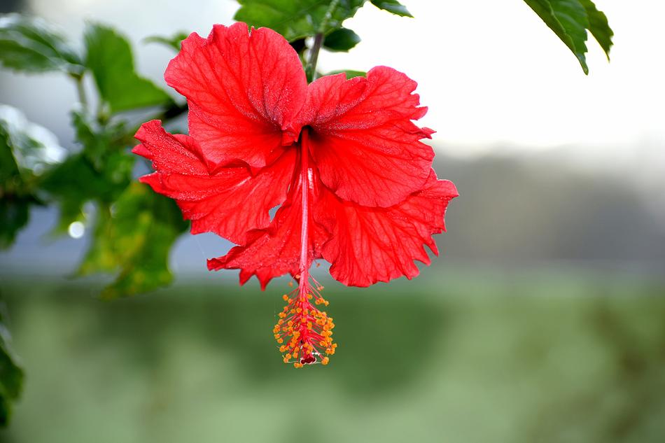 charming Red Bloom
