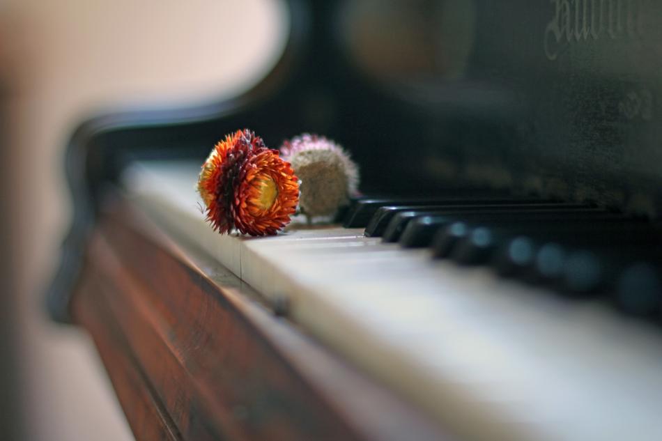 dry flowers on piano keys on blurred background