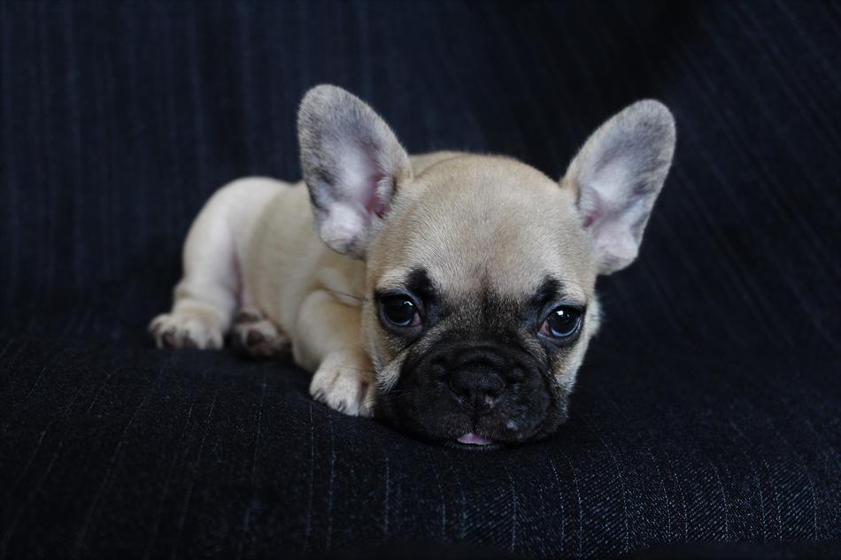 french bulldog puppy lies on the sofa
