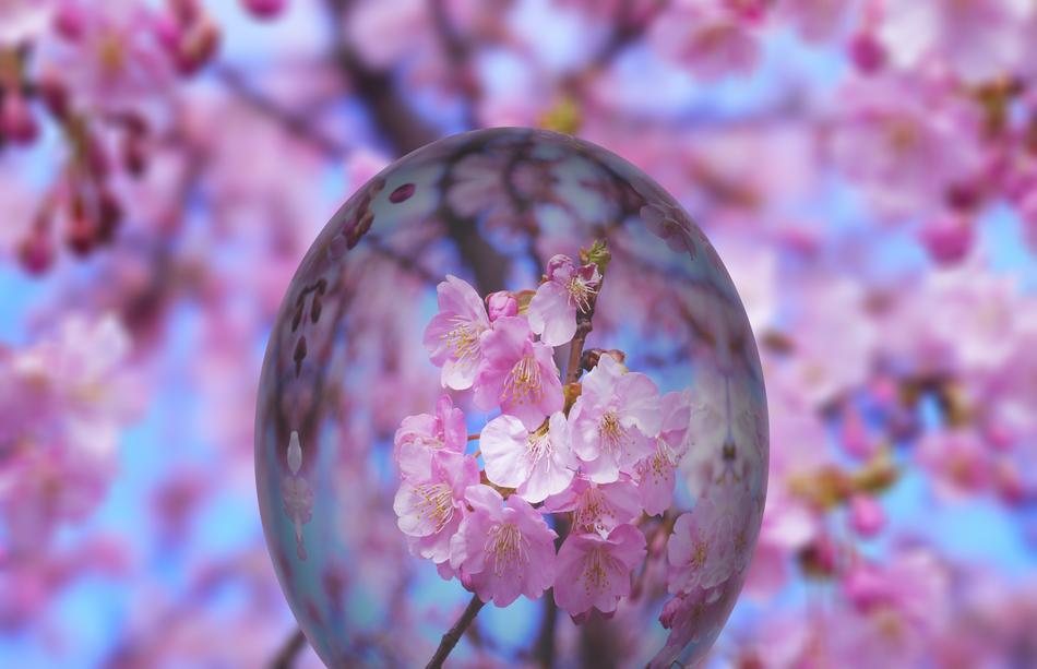 Easter Egg at background with the Cherry blossom