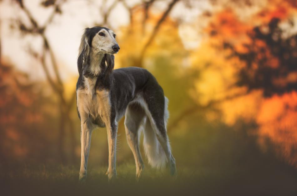 ravishing Dog Greyhound
