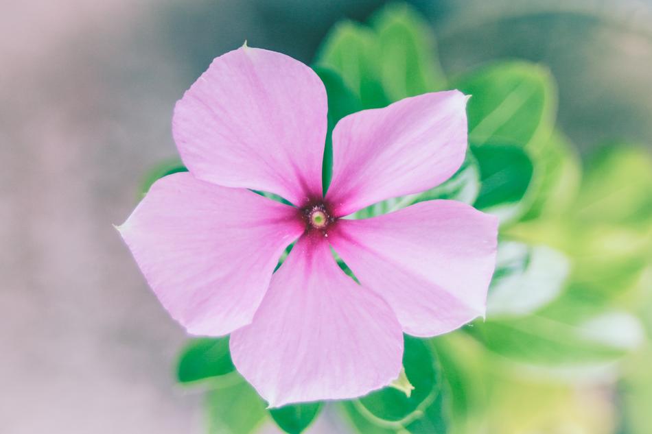 macro photo of pink buttercup