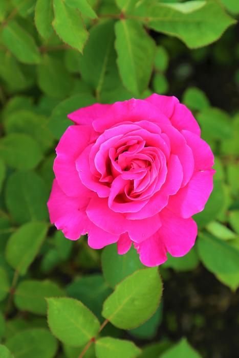 Roses Gulpembe