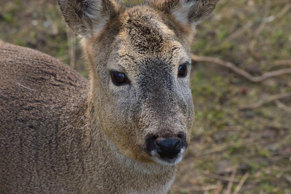 goodly Deer Large