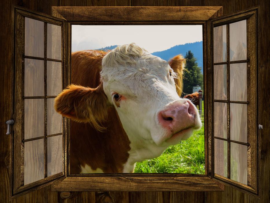 Window Cow poster drawing