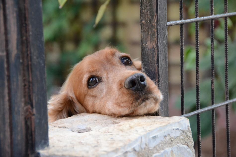 Friend face Dog