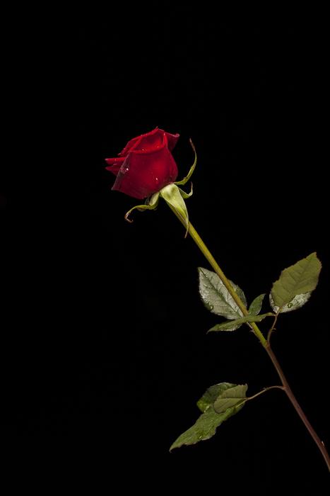 Flower black background