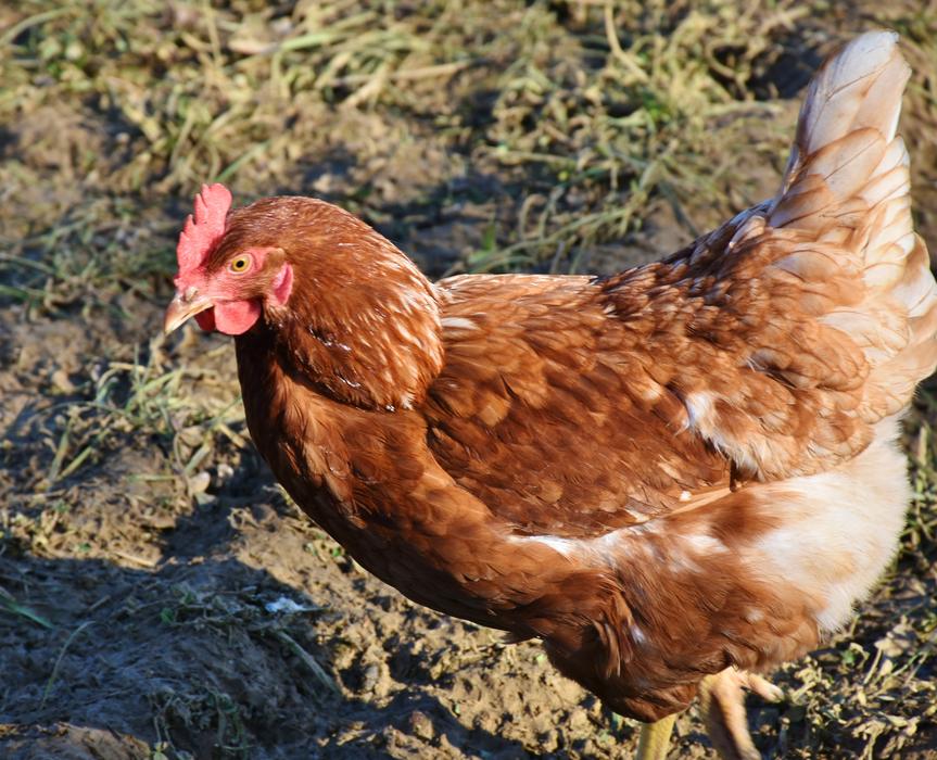 Colorful chicken with the shadow